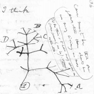 Darwin's first sketch of the evolutionary tree of life. Photo credit: American Museum of Natural History