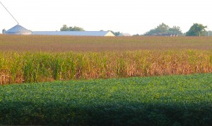 A field of corn on a central Indiana farm shows signs of stress from a combination of little rain and excessive heat. (Purdue Agricultural Communication photo/Jennifer Stewart)